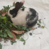 بچه‌خرگوش‌|موش و خرگوش|مشهد, کلاته برفی|دیوار