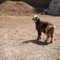 قوچ بختیاری|حیوانات مزرعه|شیراز, گویم|دیوار