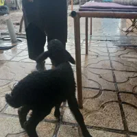 باسلام بره شیری زرنگ فروشی