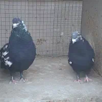 کبوتر پرشی