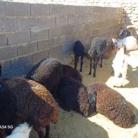 فروش  میش و بره ماده