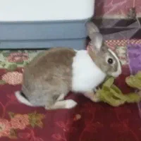 خرگوش اهلی معاوضه با گندم یا ازن|موش و خرگوش|بندر ماهشهر, |دیوار