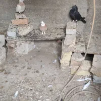 کبوتر تیز بال سفید