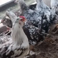 تخم مرغ|حیوانات مزرعه|شهرضا, |دیوار