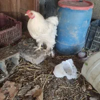 مرغ برهما