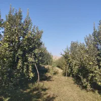اجاره باغ