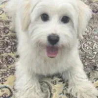 واگذاری سگ ماه تریر رایگان