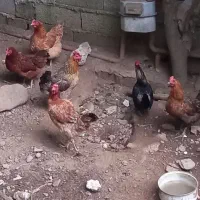 مرغ محلی تخم گذار