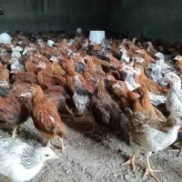 فروش جوجه محلی 60 روزه کاکلی