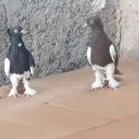 کبوتر خوب|پرنده|خورموج, |دیوار