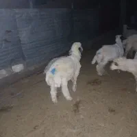 بره نر فروش به صورت کلی و تکی مناسب داشت و کشتار