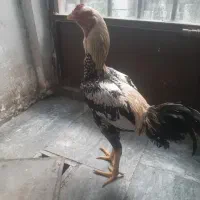 جوجه لاری شیش ماه  استثنا