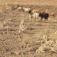 نربز.تکشاد.شاخ راست|حیوانات مزرعه|تربت جام, میان جام|دیوار