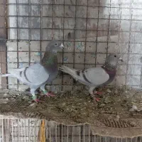 یک جفت اقون