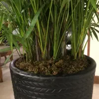 نخل لوکس اریکا ارتفاع ۲.۵۰ بسیارپرشاخه سرحال نایاب|گل و گیاه طبیعی|تهران, صادقیه|دیوار