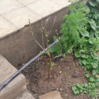 تعدادی نهال میوه 2ساله ضمانتی