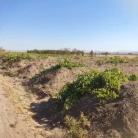 کود گوسفندی درجه یک پول دو گونی کود|خدمات باغبانی و درختکاری|باروق, |دیوار