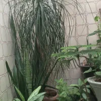 گل لیندای خیلی بزرگ