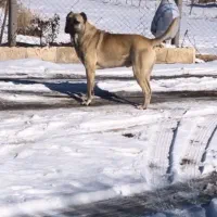 گم شده|حیوانات|تاکستان, |دیوار