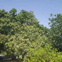 نیاز به کارگر باغ