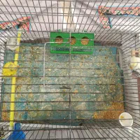 مرغ عشق|پرنده|فرخشهر, |دیوار