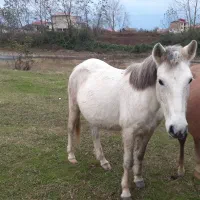 مادیون ۸ سال