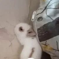 بچه خرگوش مینی لوپ