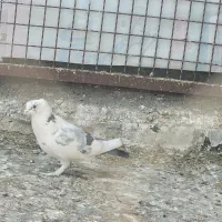 بلژیکی نر|پرنده|قم, شهر قائم|دیوار