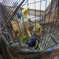 طوطی عروس هلندی مولد