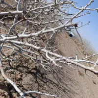 فروش-باغ-پسته