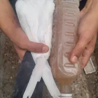 دمبی|پرنده|چمران, |دیوار