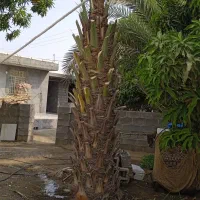 قطع نخل مجانی