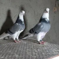 کفتر شازده