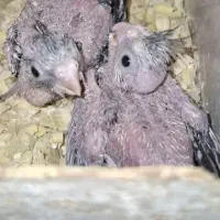 پرنده|پرنده|مشهد, عامل|دیوار