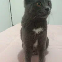 گربه راشن بلو|گربه|صدرا-فارس, فاز ۱|دیوار