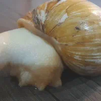 فروش حلزون آلبینو