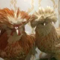 تخم مرغ لهستانی پولند طلایی
