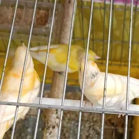 قناری و سهره|پرنده|لامرد, |دیوار