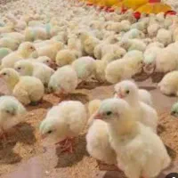 جوجه گوشتی نژادراس با فاکتور و مهرمغازه