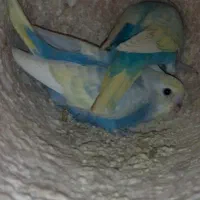 مرغ عشق اسپانگل و رنگین کمان