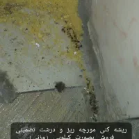 سموم مورچه درختی|خدمات نظافت|بهبهان, |دیوار