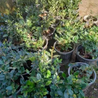 شمشاد|خدمات باغبانی و درختکاری|چابکسر, |دیوار