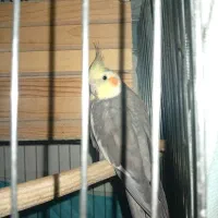 عروس هلندی نر و ماده جفت خورده