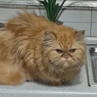 پرشین ماده جهت جفتگیری