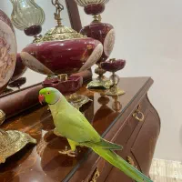 طوطی ملنگو نر ۲ساله