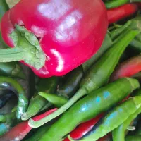 فلفل ترد و تازه .کیلویی ۴۰ هزار