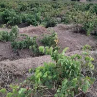 ۱۰۰۰ متر باغ انگور ۲۸۰ ملیون