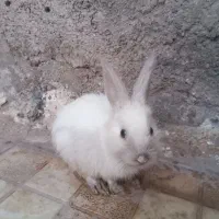 خرگوش