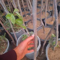 نهال و درخت مرکبات پرتغال،نارنگی،نارنج،لیمو