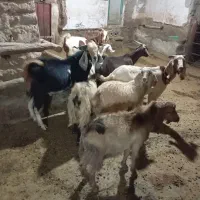 بزو بزغاله داشتی